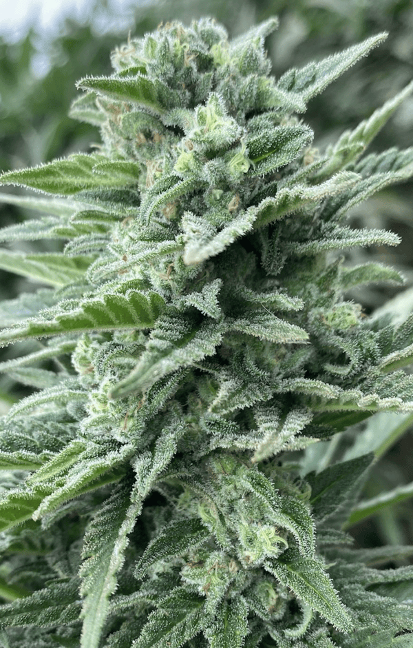 The Cali Connection - Lemoncino (Feminized) - Neptune Seed Bank ...