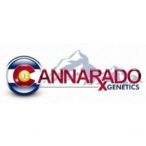 Cannarado Genetics Lemon Dough Lemon G OGKB x OGKB bx