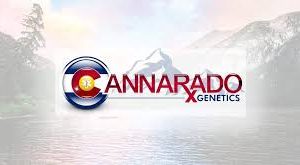 cannarado genetics logo