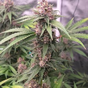 The Cali Connection - Island (Auto)