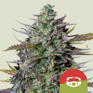 Royal Queen Seeds - GOAT'lato Auto 5 pack