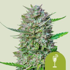 Royal Queen Seeds - Mimosa (Auto) 5pack
