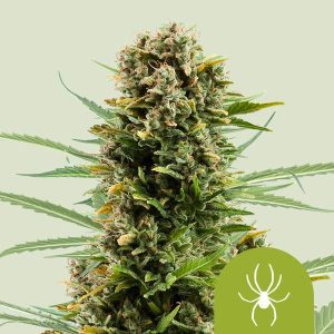 Royal Queen Seeds - White Widow (Auto) 5pack